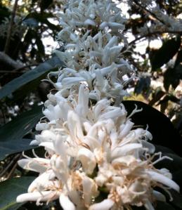 535330_277986835624292_1999770612_n