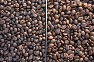 arabica robusta_2