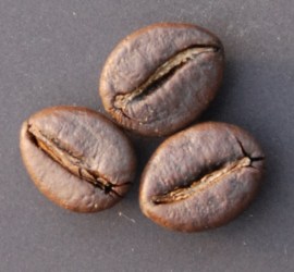 robusta singoli 1
