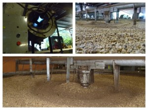 essicazione meccanizzata