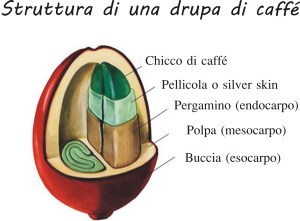 struttura drupa caffè