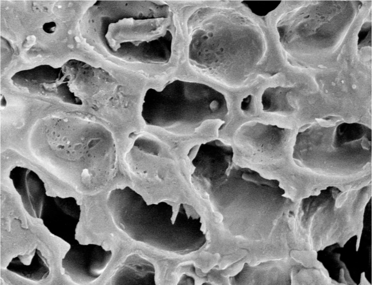 electron microscope coffee bean cells