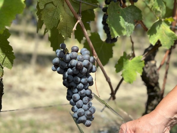 Un weekend dove il vino, il cibo e la storia si incontrano… senza svuotare il&nbsp;portafoglio!